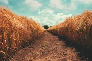 wheat-field-1.jpg